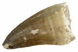Fossil Mosasaur (Thalassotitan) Tooth - Morocco #345101-1